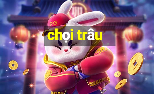 chọi trâu