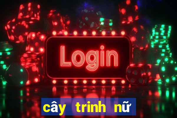 cây trinh nữ chữa bệnh gì