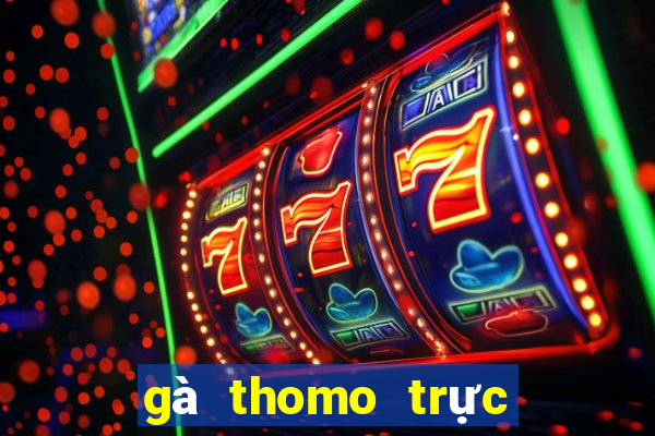 gà thomo trực tiếp hôm nay