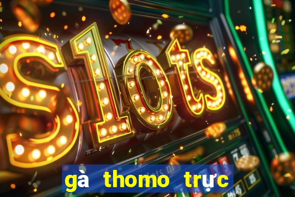 gà thomo trực tiếp hôm nay