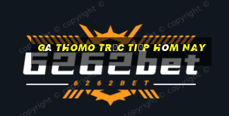 gà thomo trực tiếp hôm nay