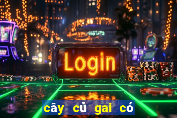 cây củ gai có tác dụng gì