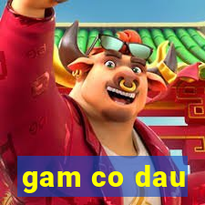 gam co dau