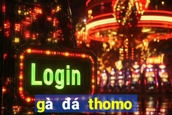 gà đá thomo hôm nay