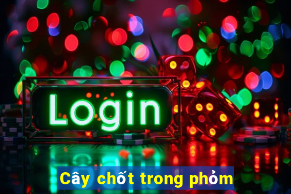 Cây chốt trong phỏm