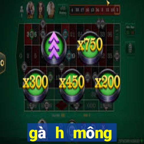 gà h mông thuần chủng