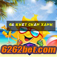 gà khét chân xanh