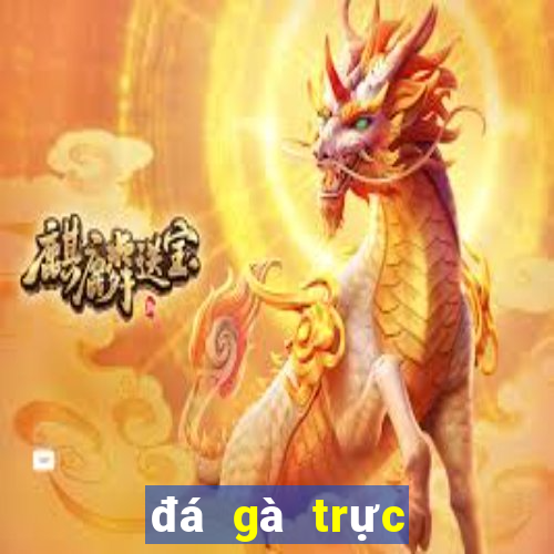 đá gà trực tiếp hôm nay