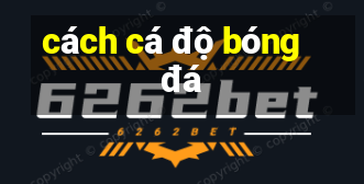 cách cá độ bóng đá