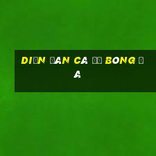 diễn đàn cá độ bóng đá