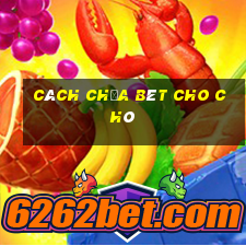 cách chữa bét cho chó