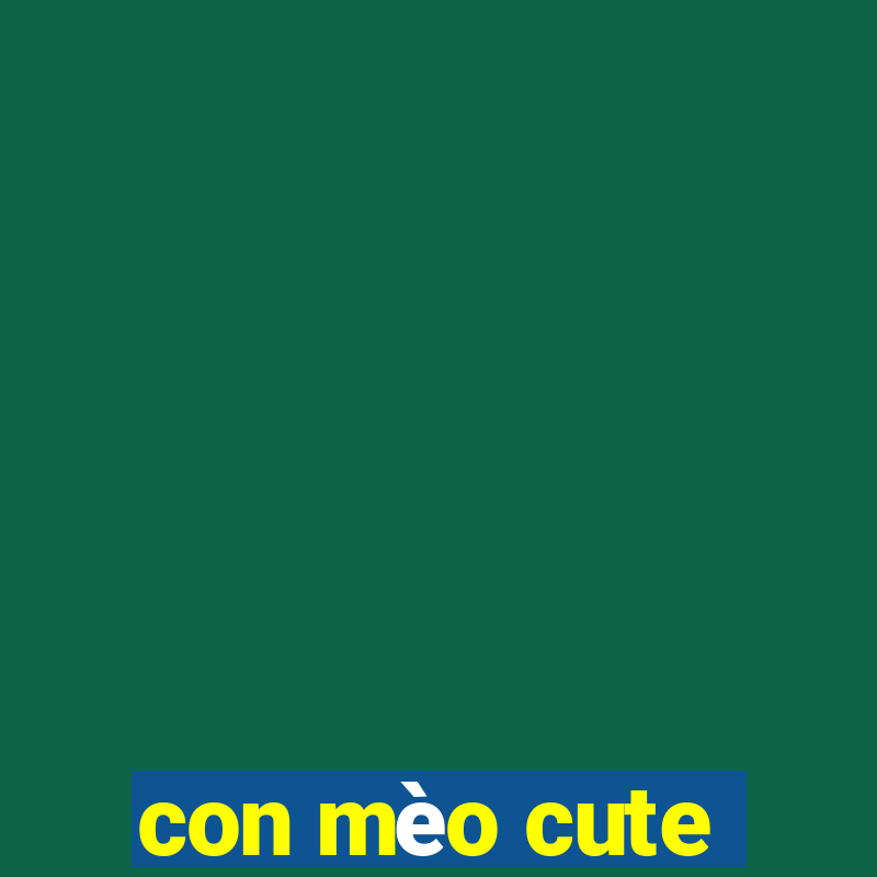 con mèo cute