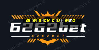 giảm bạch cầu ở mèo