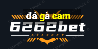 đá gà cam