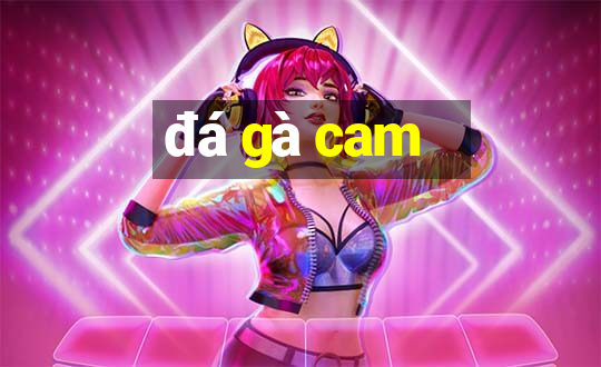 đá gà cam