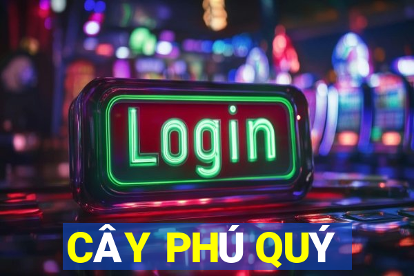 CÂY PHÚ QUÝ