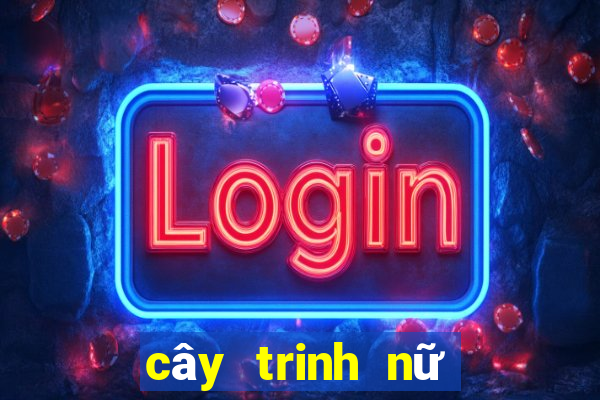 cây trinh nữ trị bệnh gì