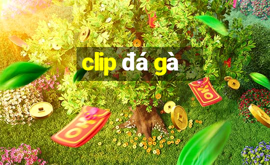 clip đá gà