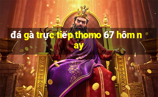 đá gà trực tiếp thomo 67 hôm nay