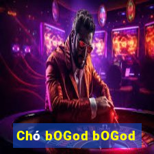 Chó bOGod bOGod