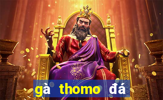 gà thomo đá trực tiếp