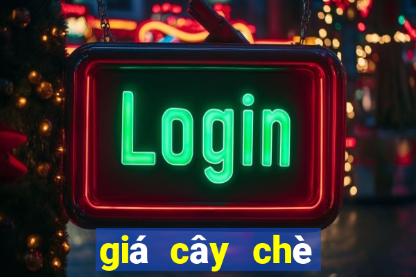 giá cây chè xanh cổ thụ