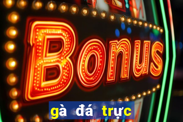 gà đá trực tiếp casino