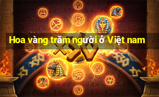 Hoa vàng trăm người ở Việt nam