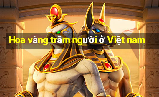 Hoa vàng trăm người ở Việt nam