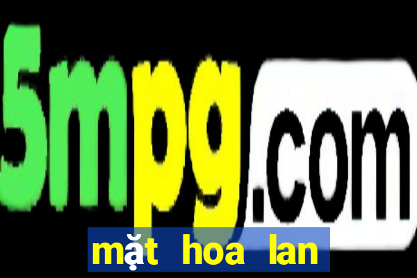 mặt hoa lan bệt ma bó