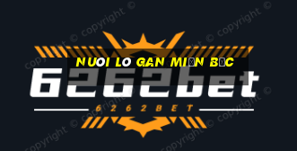 nuôi lô gan miền bắc