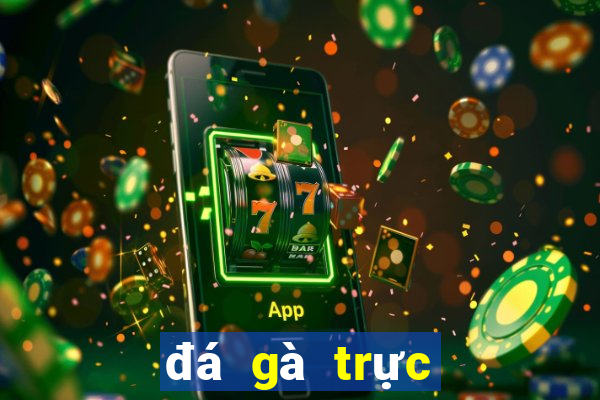 đá gà trực tiếp casino 369