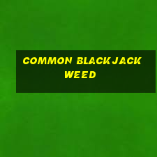 common blackjack weed