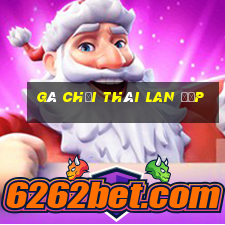 gà chọi thái lan đẹp