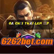 gà chọi thái lan đẹp