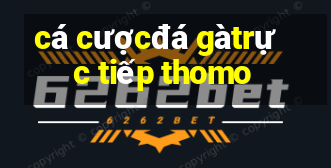 cá cược đá gà trực tiếp thomo