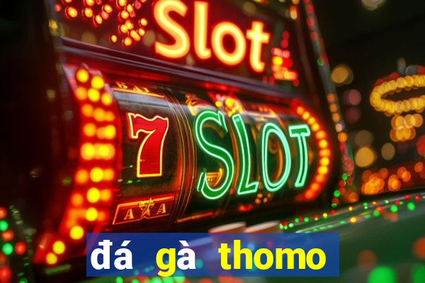 đá gà thomo tía mào cao