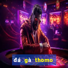 đá gà thomo tía mào cao