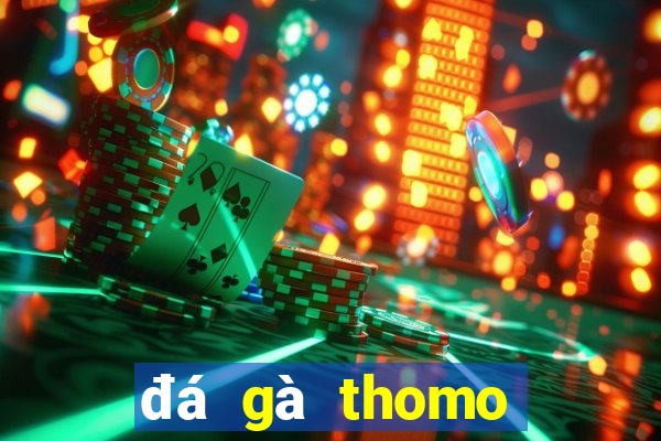 đá gà thomo tía mào cao