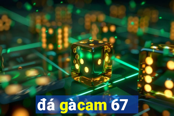 đá gà cam 67