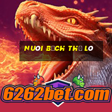 nuôi bạch thủ lô