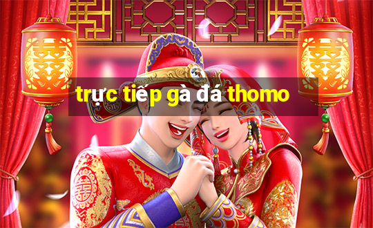 trực tiếp gà đá thomo