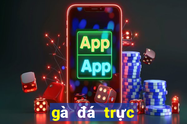 gà đá trực tiếp hôm nay