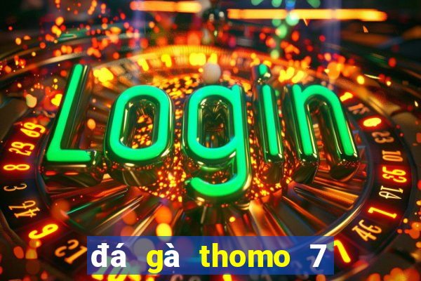 đá gà thomo 7 8 2024