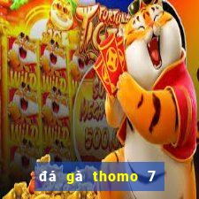 đá gà thomo 7 8 2024