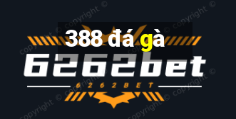 388 đá gà