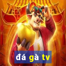 đá gà tv