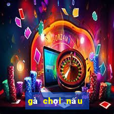 gà chọi nấu giả cầy