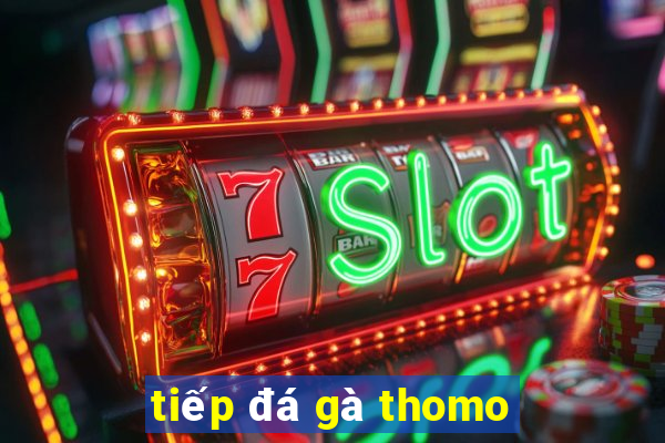 tiếp đá gà thomo