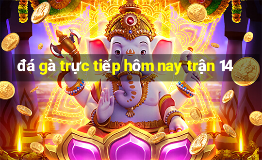 đá gà trực tiếp hôm nay trận 14